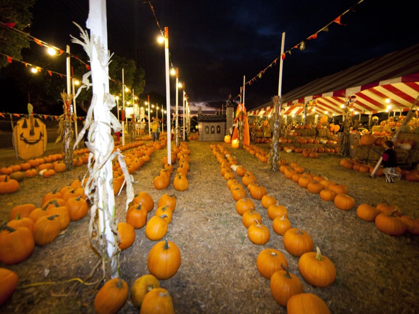Big Wave Dave s Pumpkin Patches In Ventura And Santa Barbara big-wave-dave-s-pumpkin-patches-in-ventura-and-santa-barbara